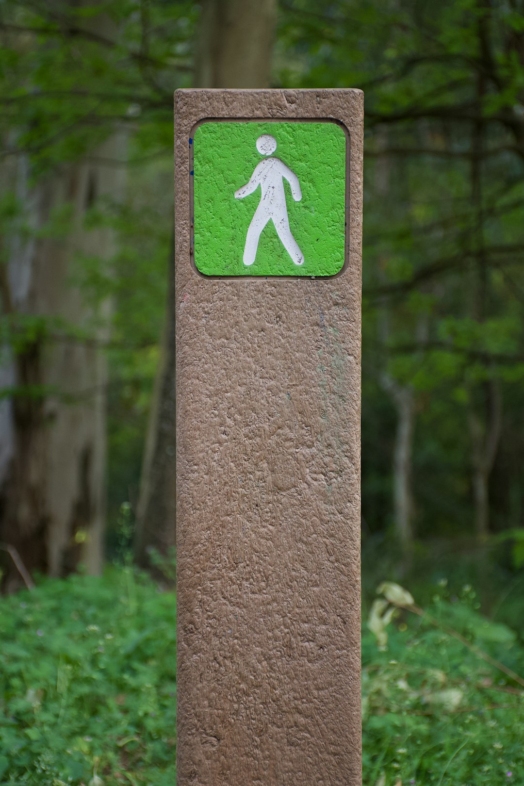 Forest photo spot Monsanto Portugal