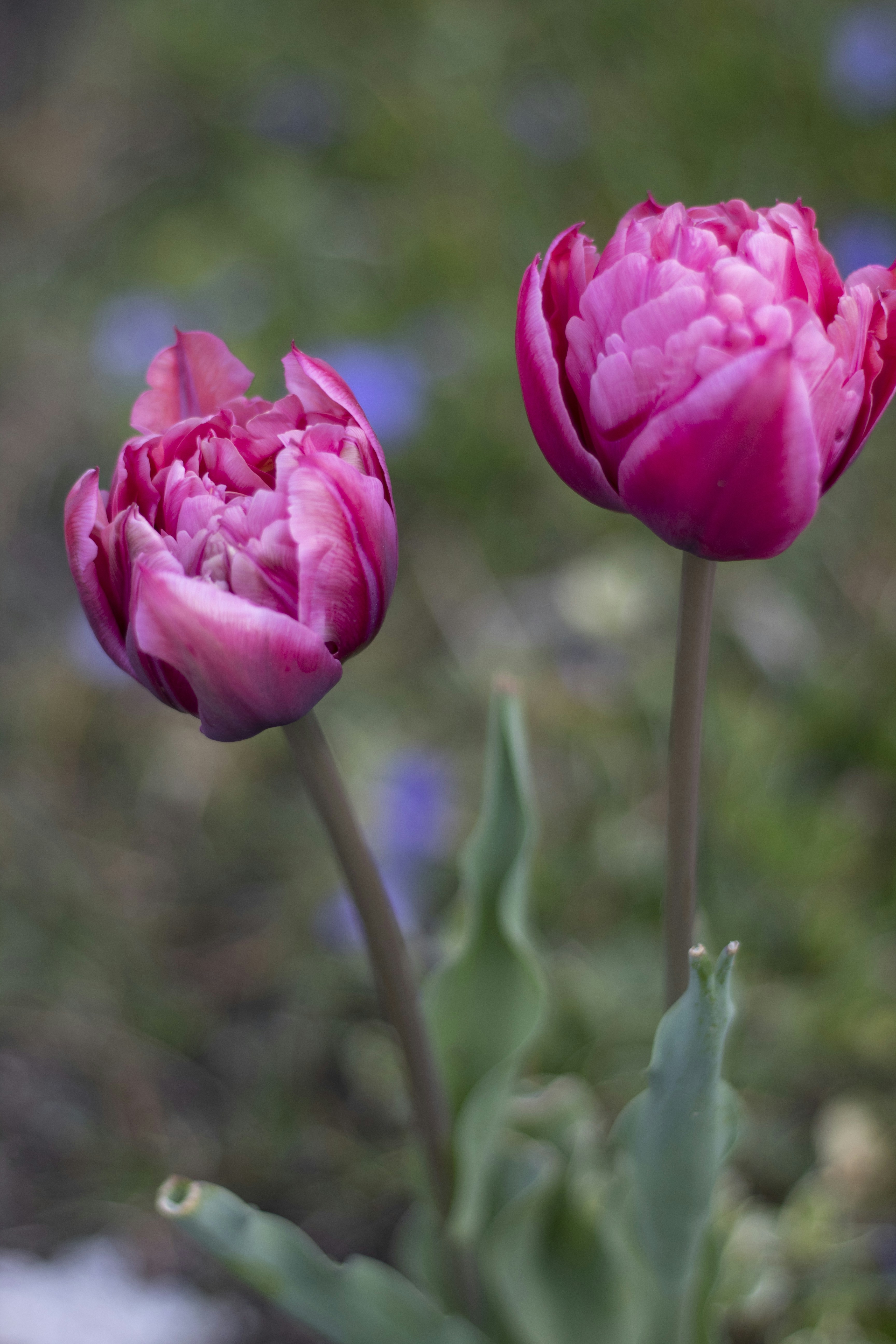 Photo by rachelutikal