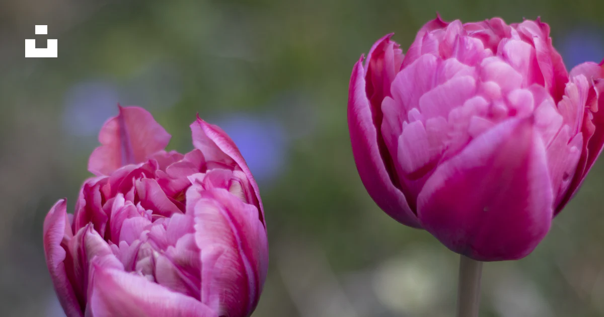 Rosa rosada en flor durante el día foto – Imagen de Flor gratuita en ...
