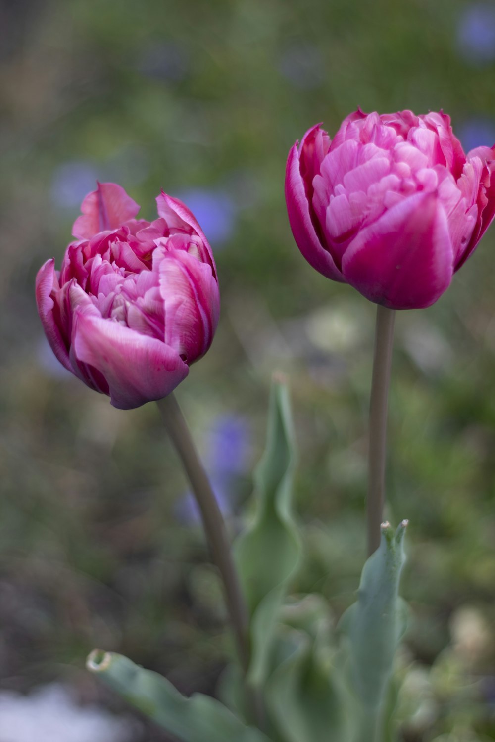 pink rose in bloom during daytime