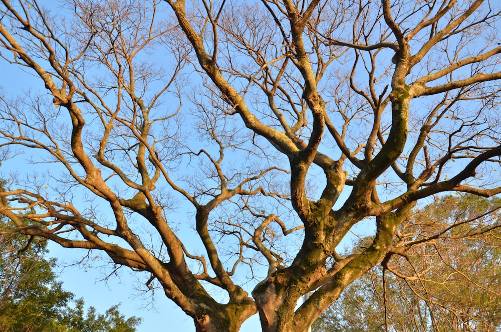 brown tree under blue sky during daytime