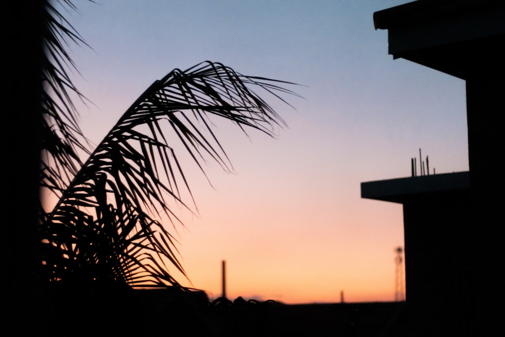 silhouette of palm tree during sunset