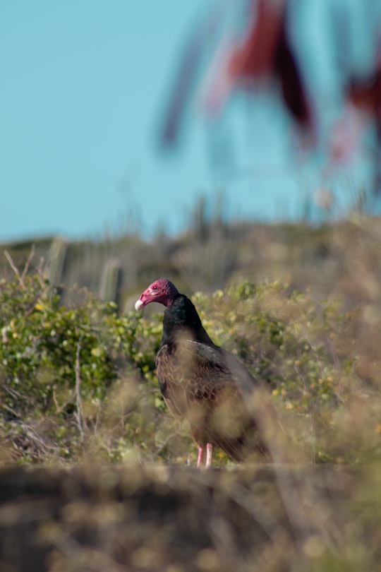 black and pink bird on green grass during daytime in Hellshire Beach Jamaica