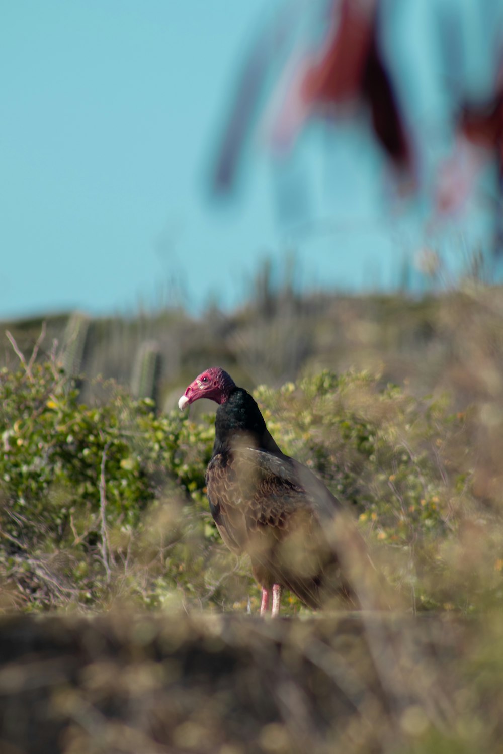 black and pink bird on green grass during daytime