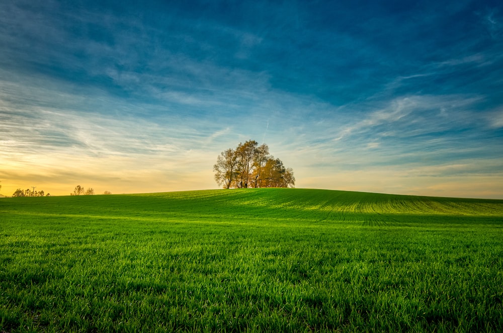 campo di erba verde sotto il cielo blu durante il giorno