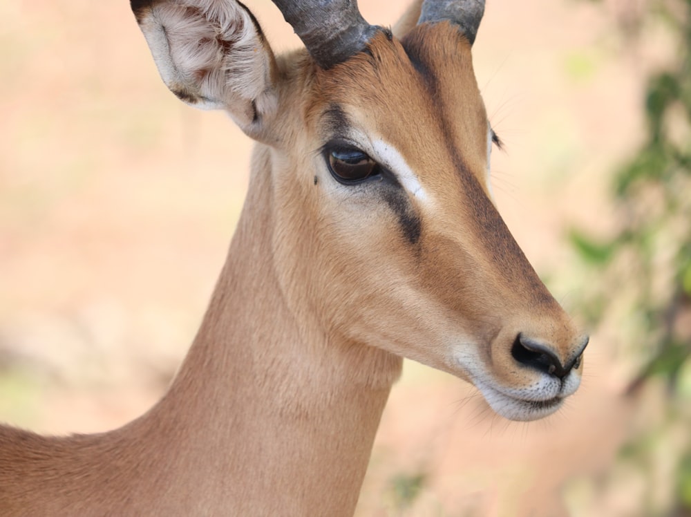 brown deer in close up photography during daytime