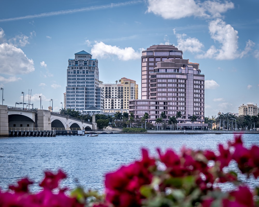 red roses near body of water and city buildings during daytime