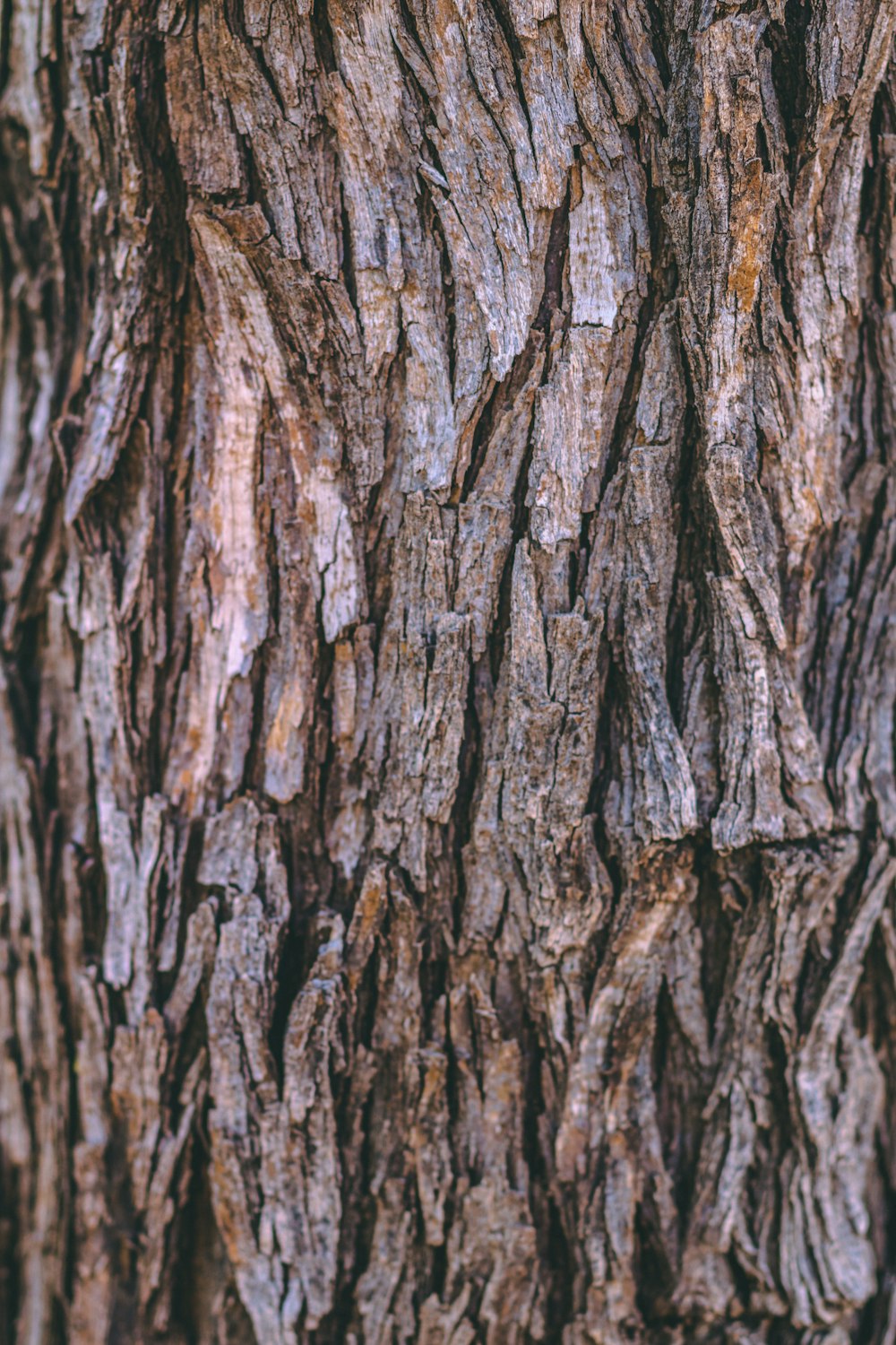 brown and black tree trunk