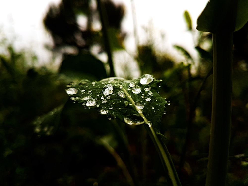 water droplets on green plant