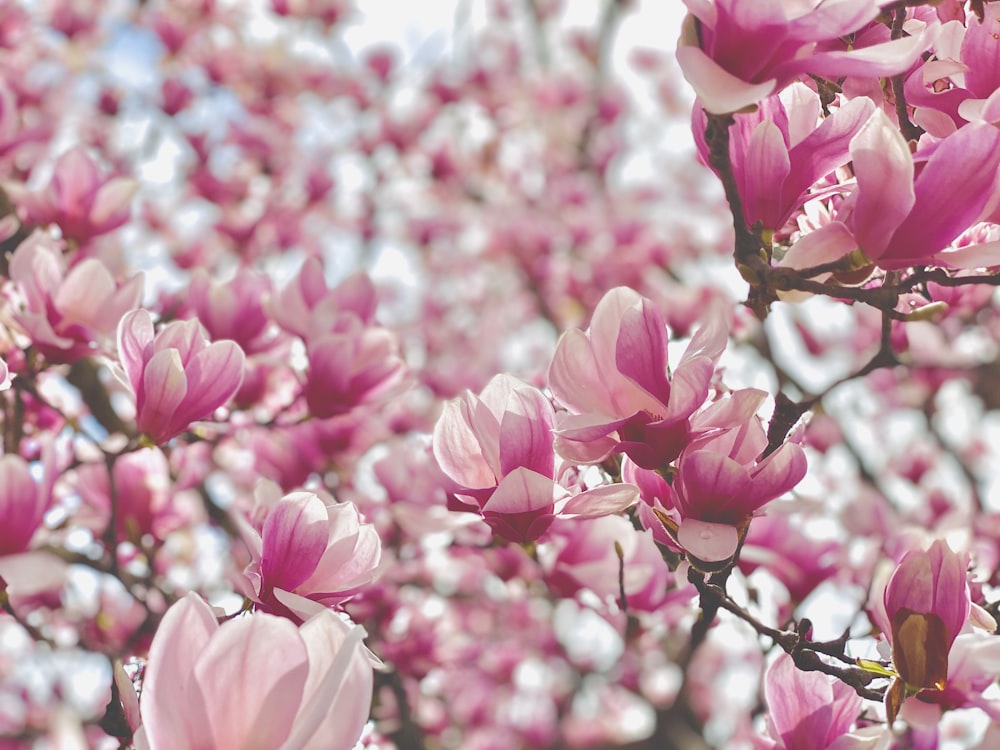 pink flowers in tilt shift lens