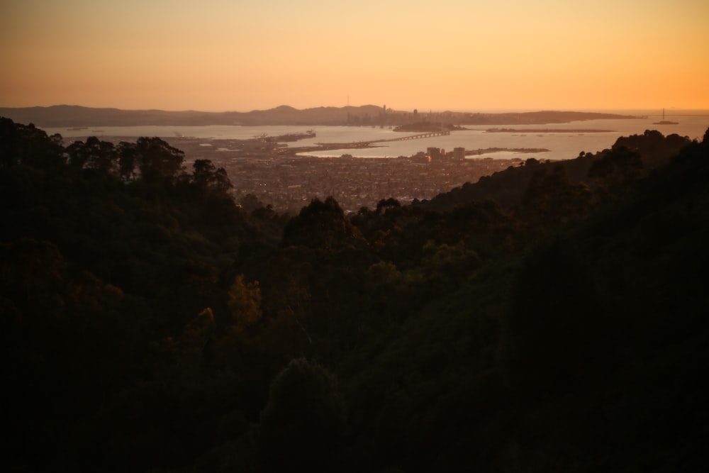 green trees near body of water during sunset