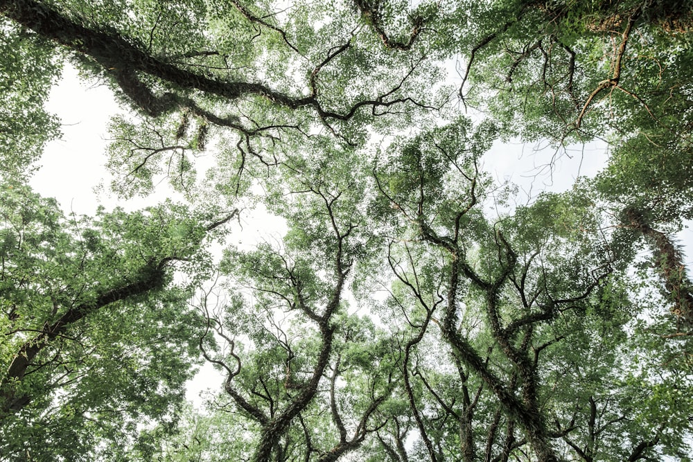 green leaf trees during daytime