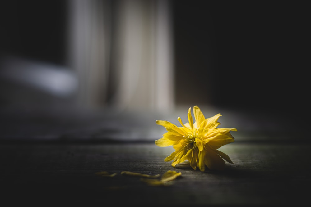 yellow flower on black wooden table