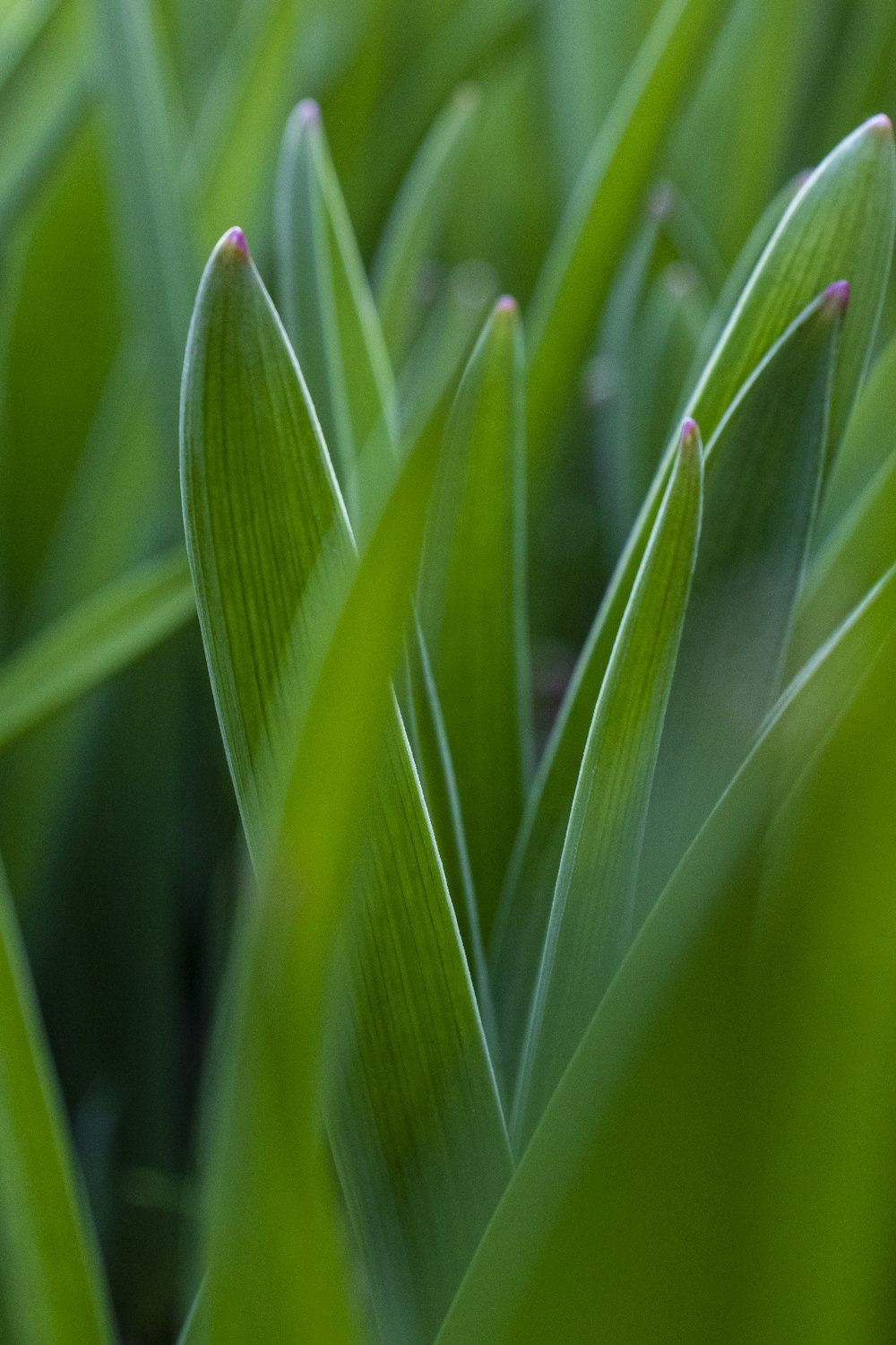 green plant in close up photography