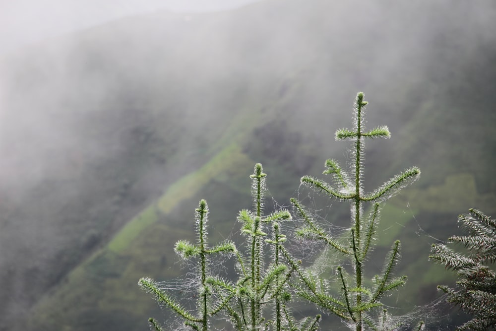árvore verde na montanha durante o dia