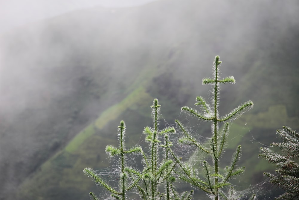 昼間の山の緑の木