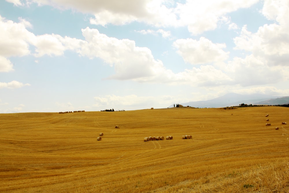 brown grass field under white clouds during daytime