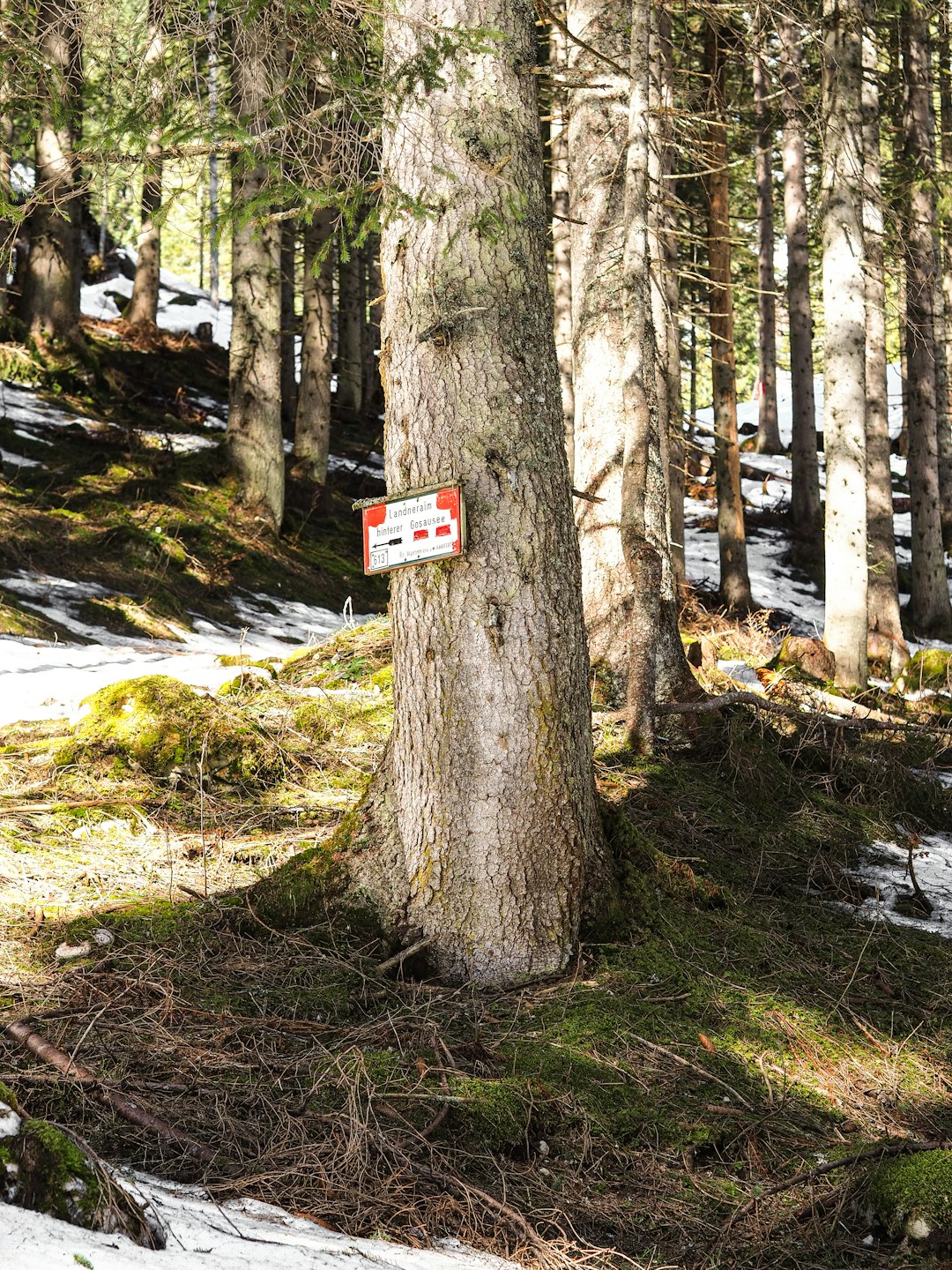 red and white no smoking sign on brown tree trunk