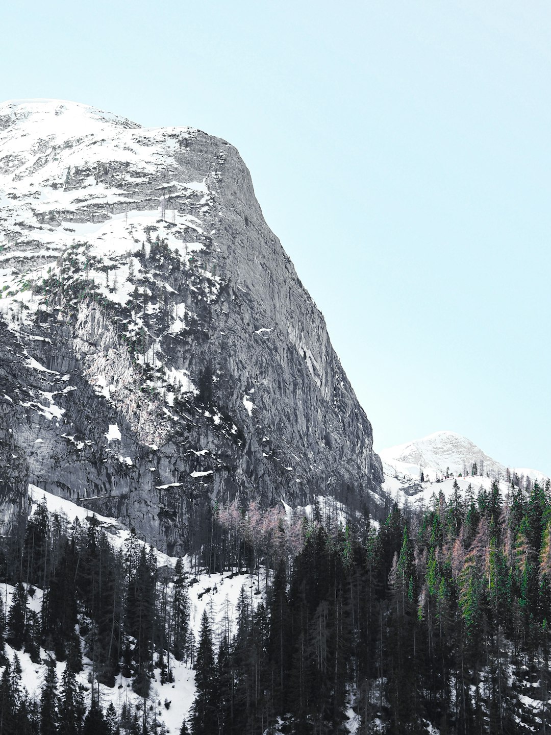 green pine trees near mountain during daytime