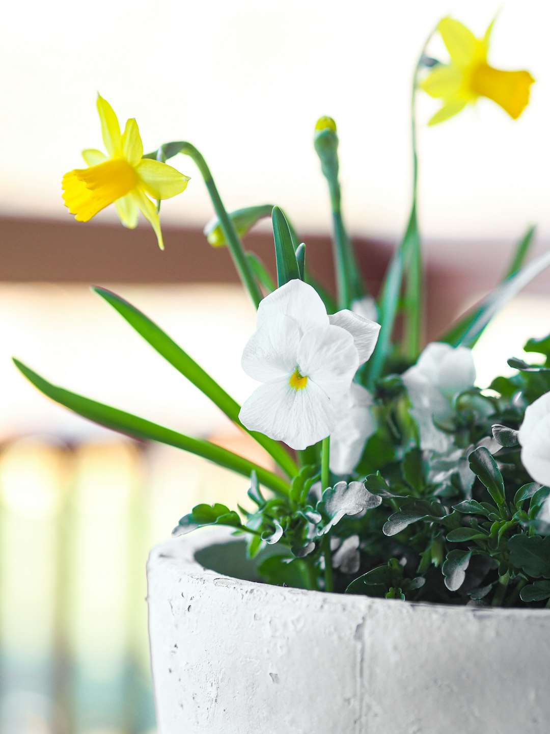 white and yellow flower in gray pot