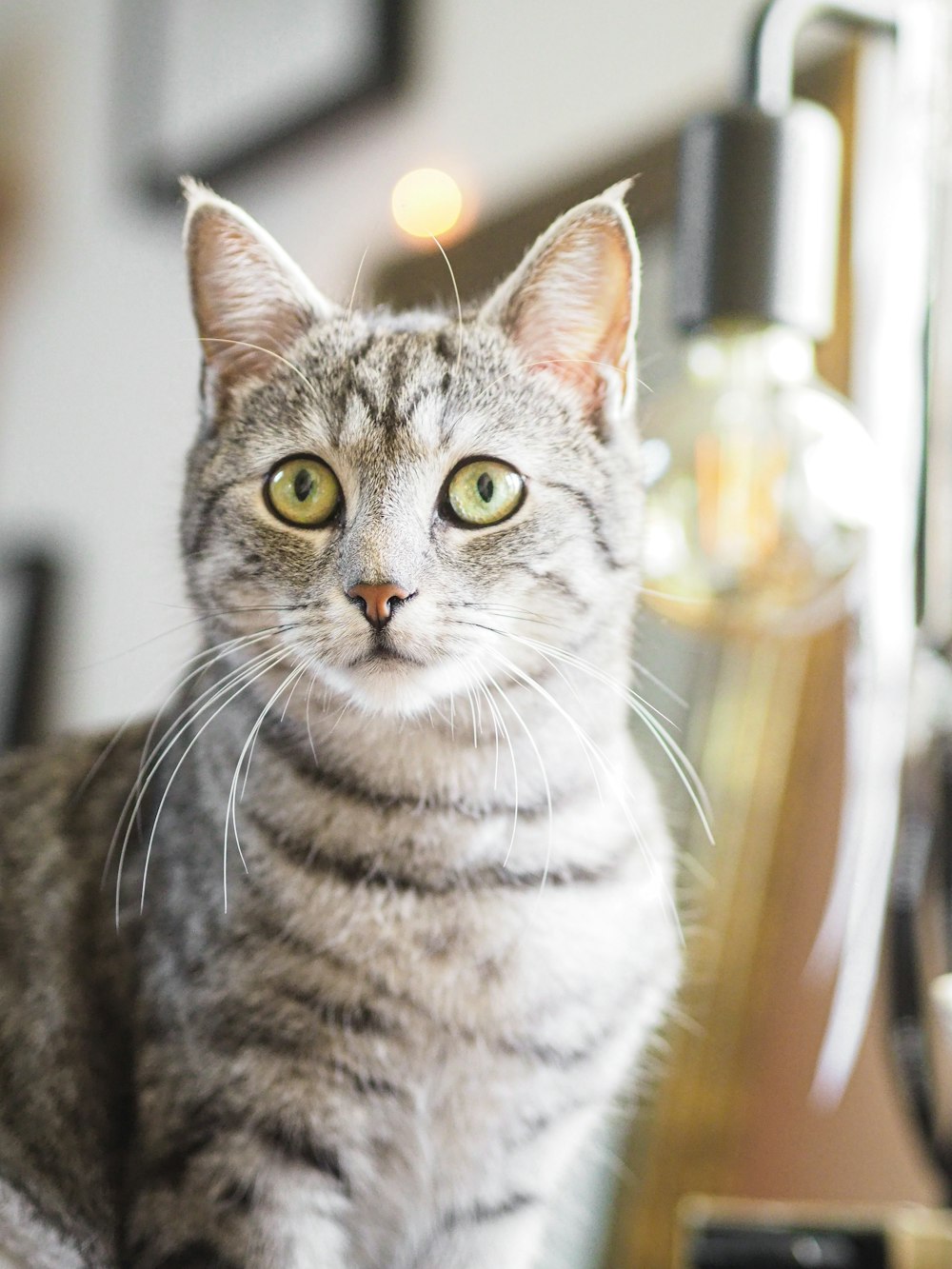 silver tabby cat on brown wooden chair