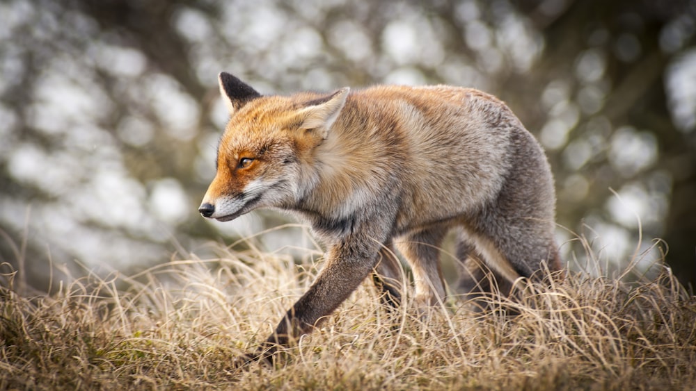 brown fox on brown grass during daytime