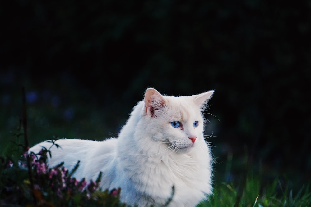 white cat on green grass during daytime