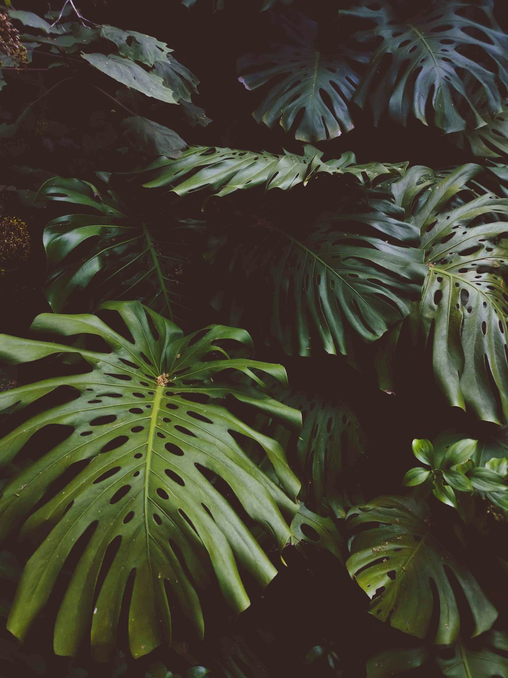 green leaves on brown soil