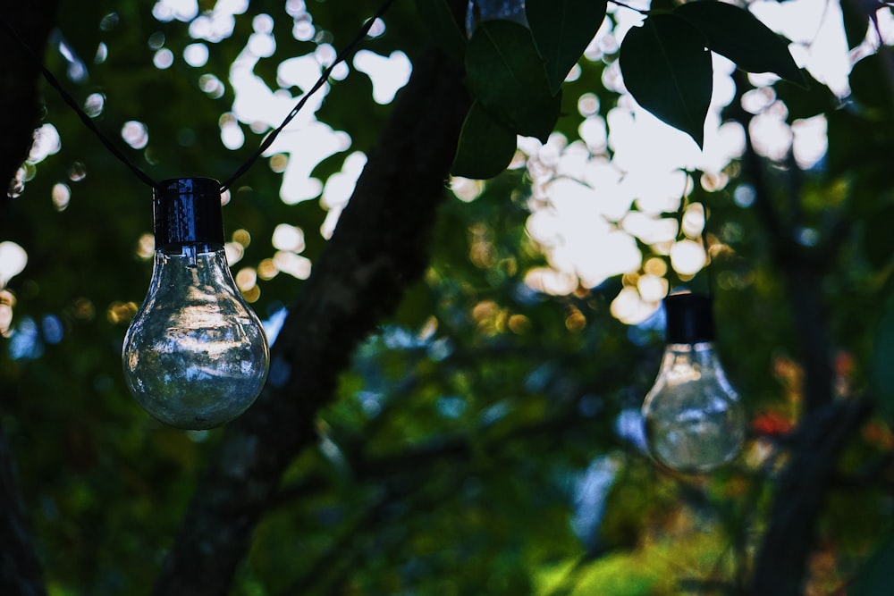 clear glass bottle on green tree during daytime
