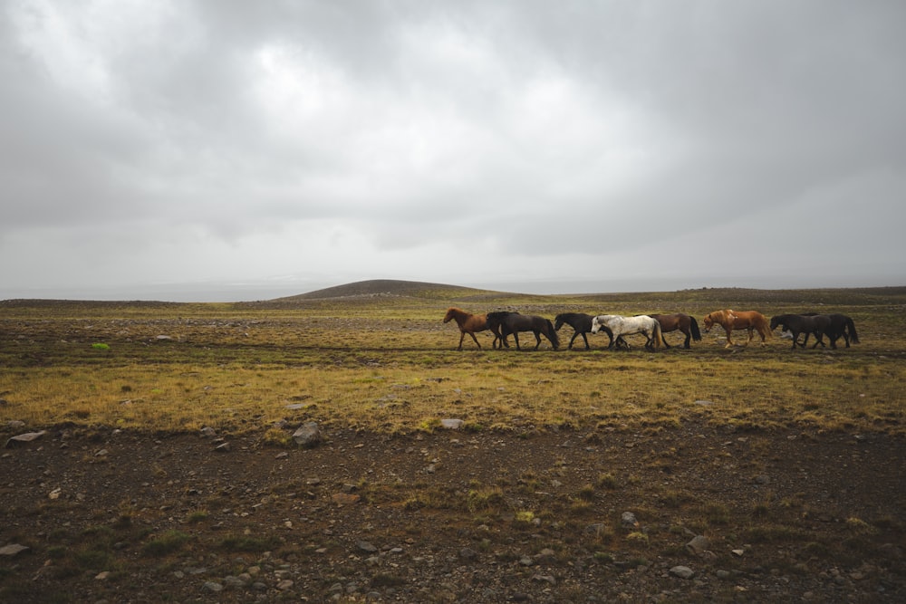 herd of horses on brown grass field under white clouds during daytime