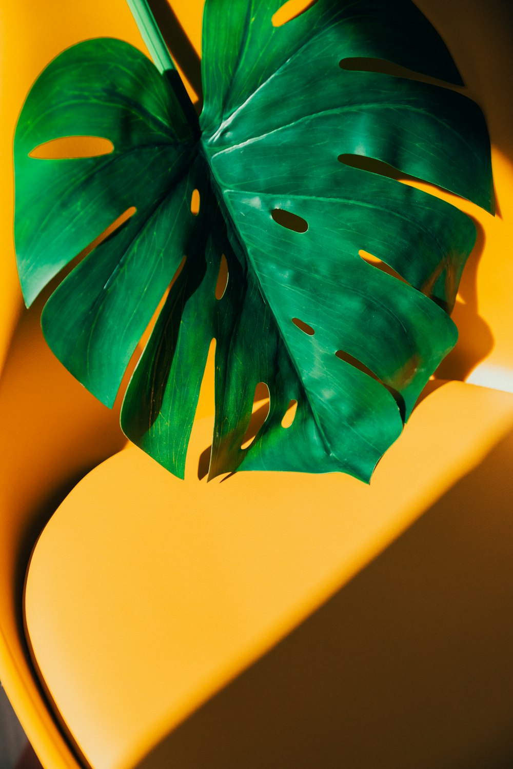 blue and green leaf on white table