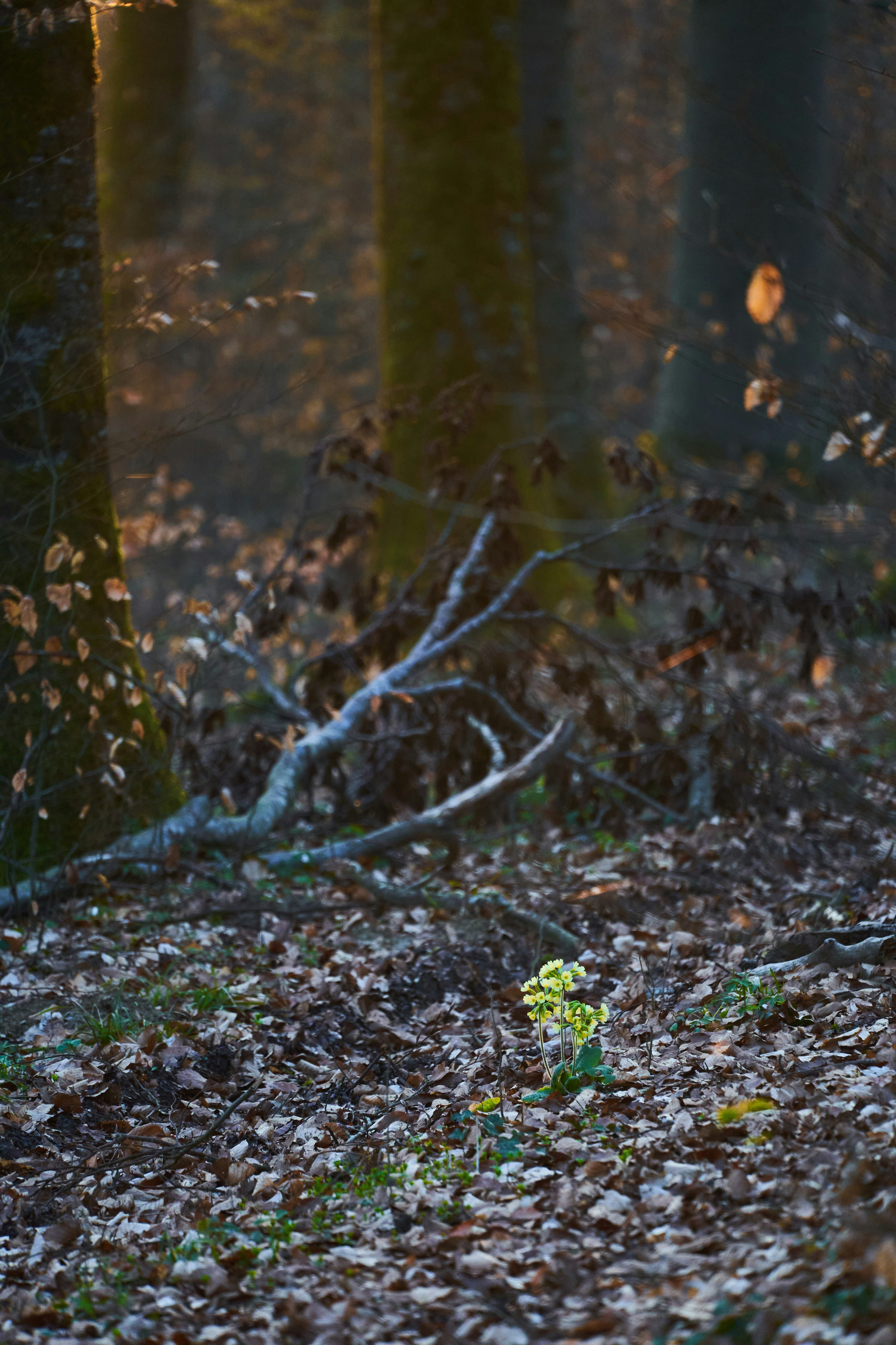 Photo by wolfgang_hasselmann