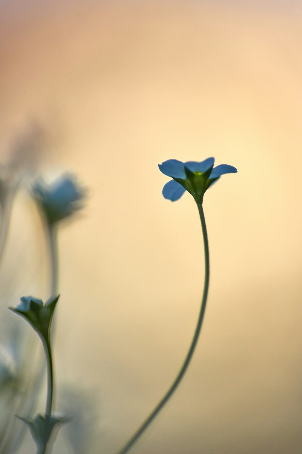 blue flower in tilt shift lens