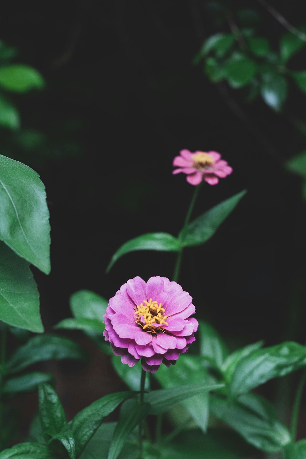 pink flower in tilt shift lens