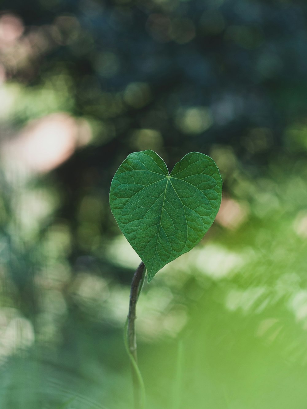 green leaf in tilt shift lens