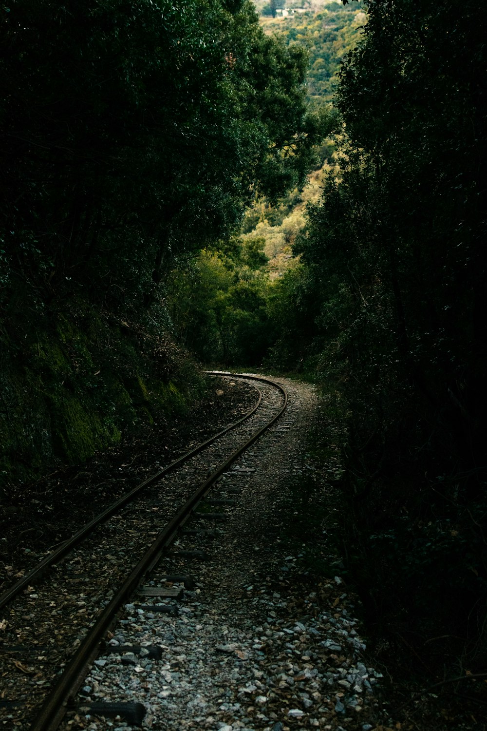 train rail in the forest