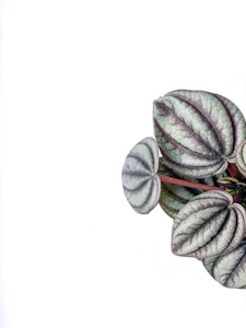 White Vein Kratom