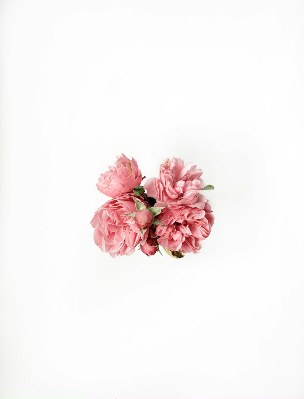 pink and white flowers on white background photo – Free Deutschland Image  on Unsplash