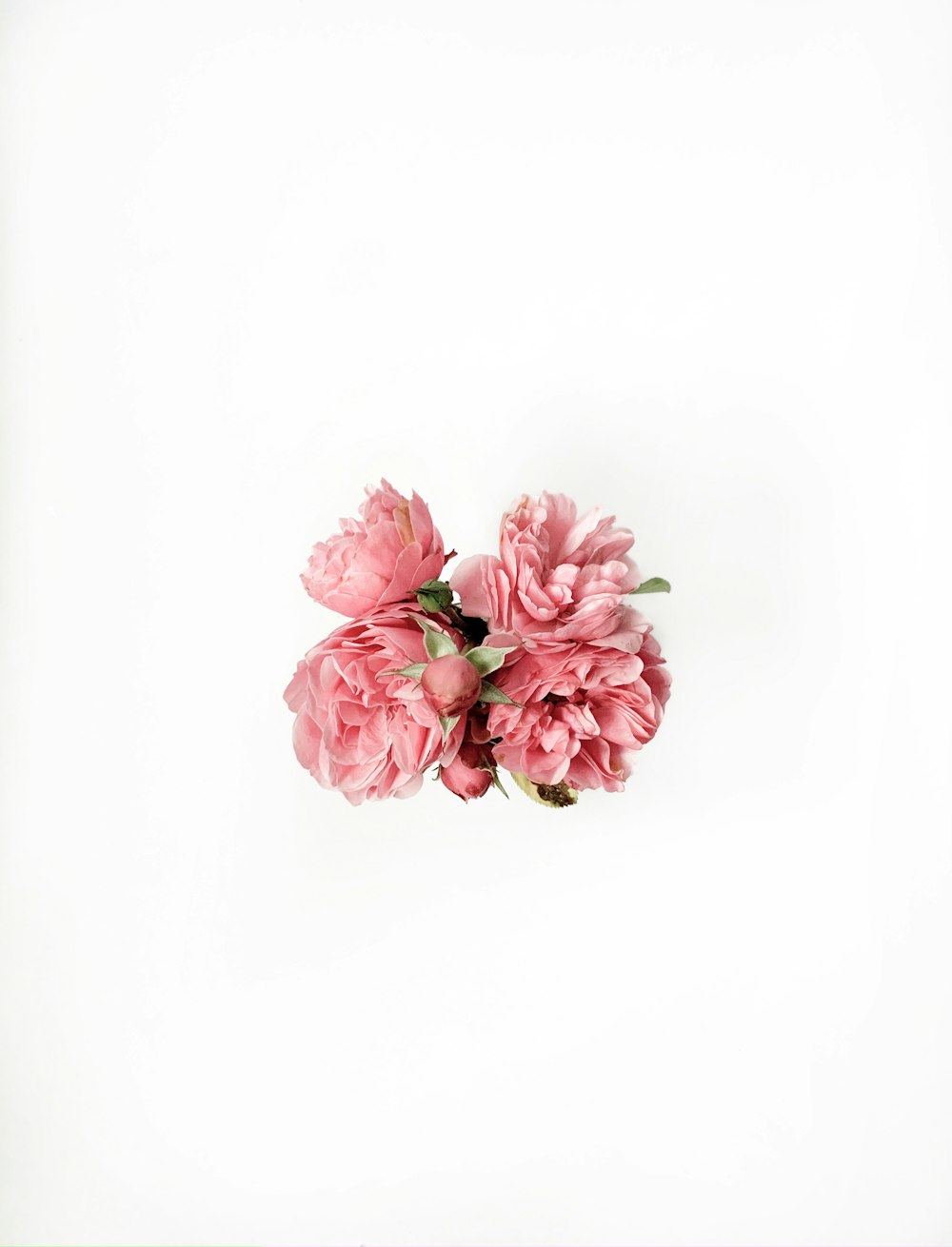 pink and white flowers on white background