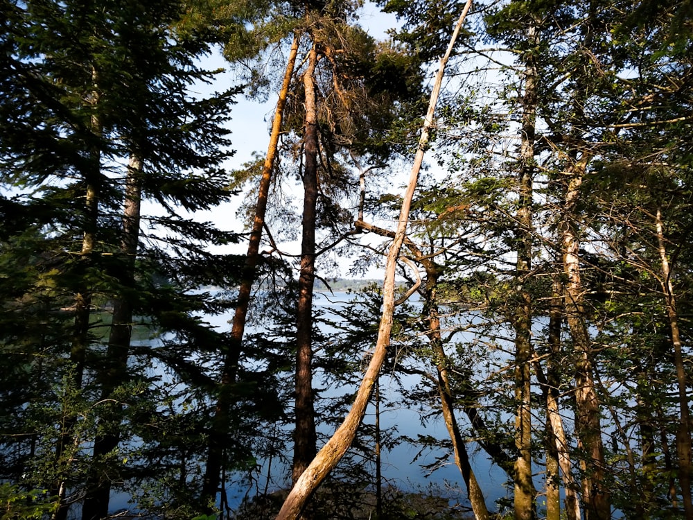 green trees under blue sky during daytime