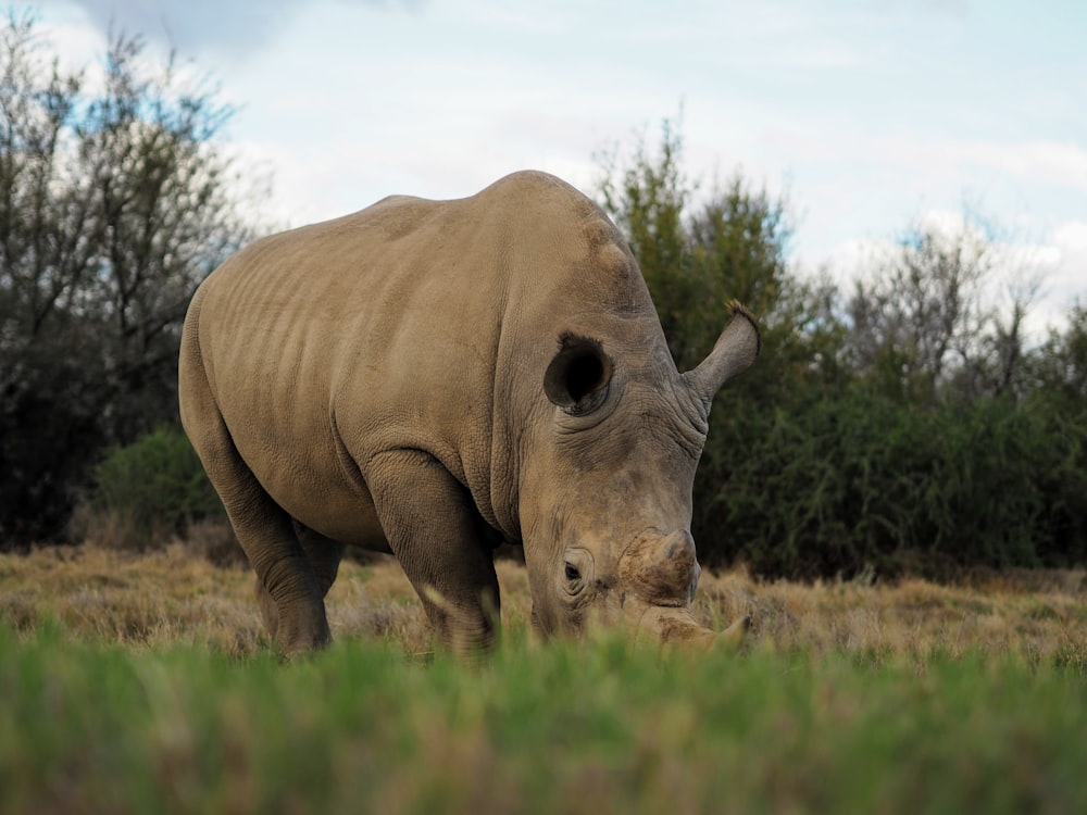 brown rhinoceros on brown grass field during daytime