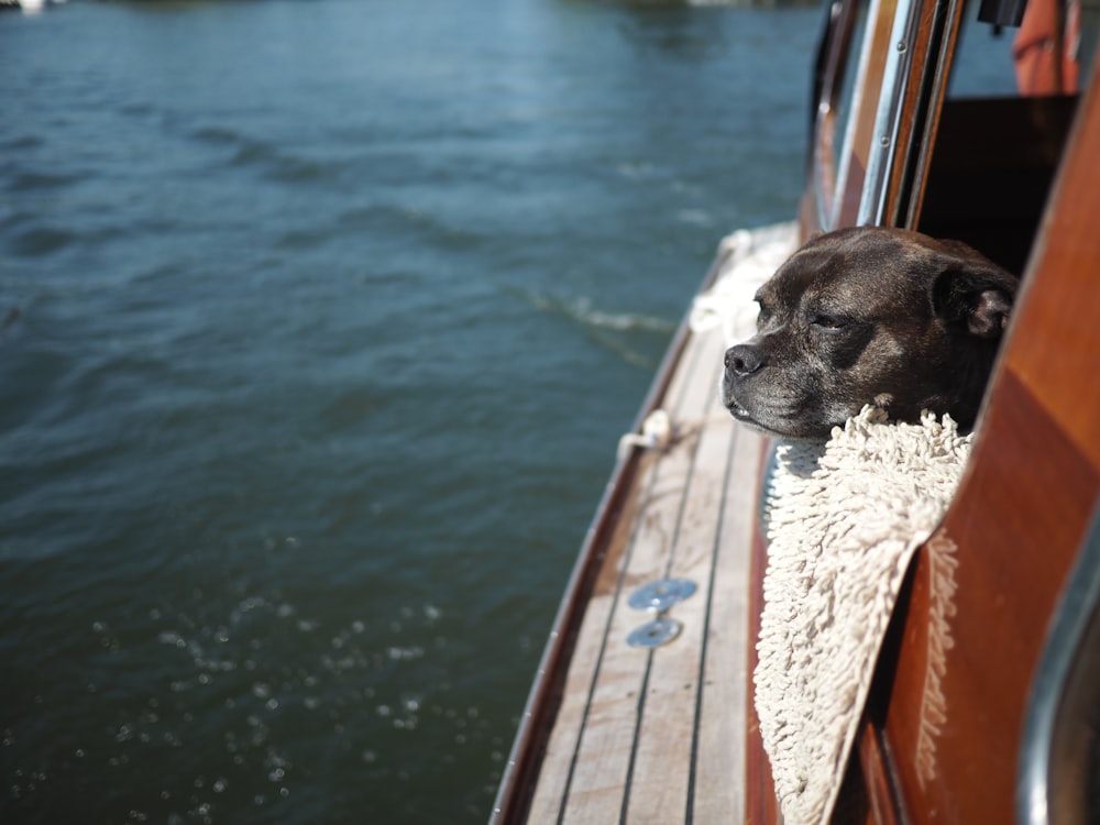 brown short coated dog on brown wooden dock during daytime