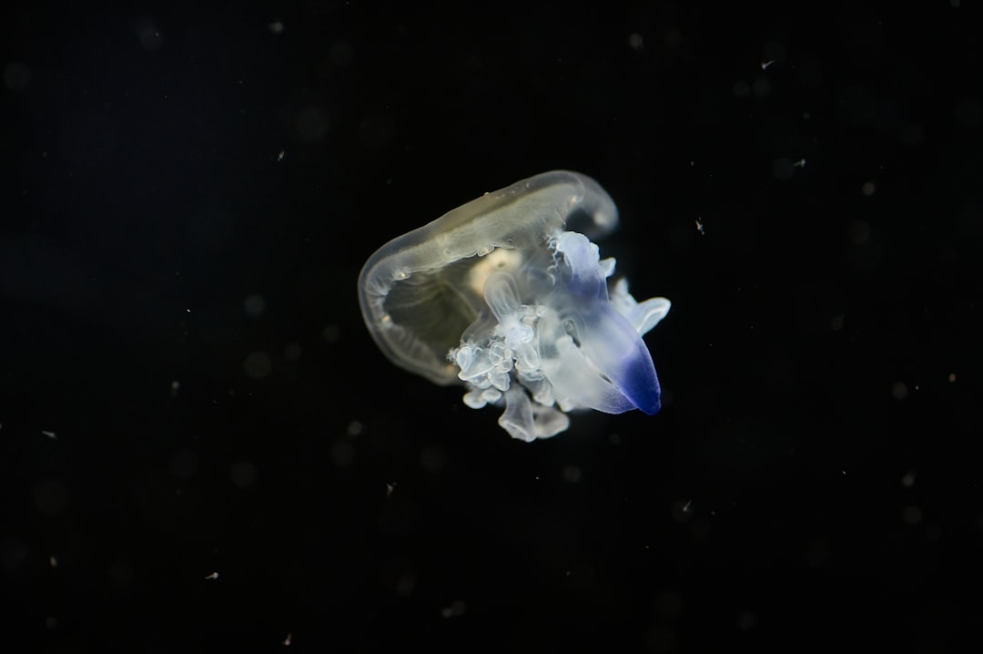 white and gray jellyfish in water