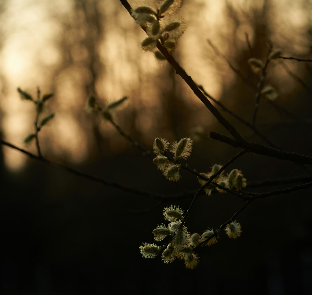 white flower in tilt shift lens