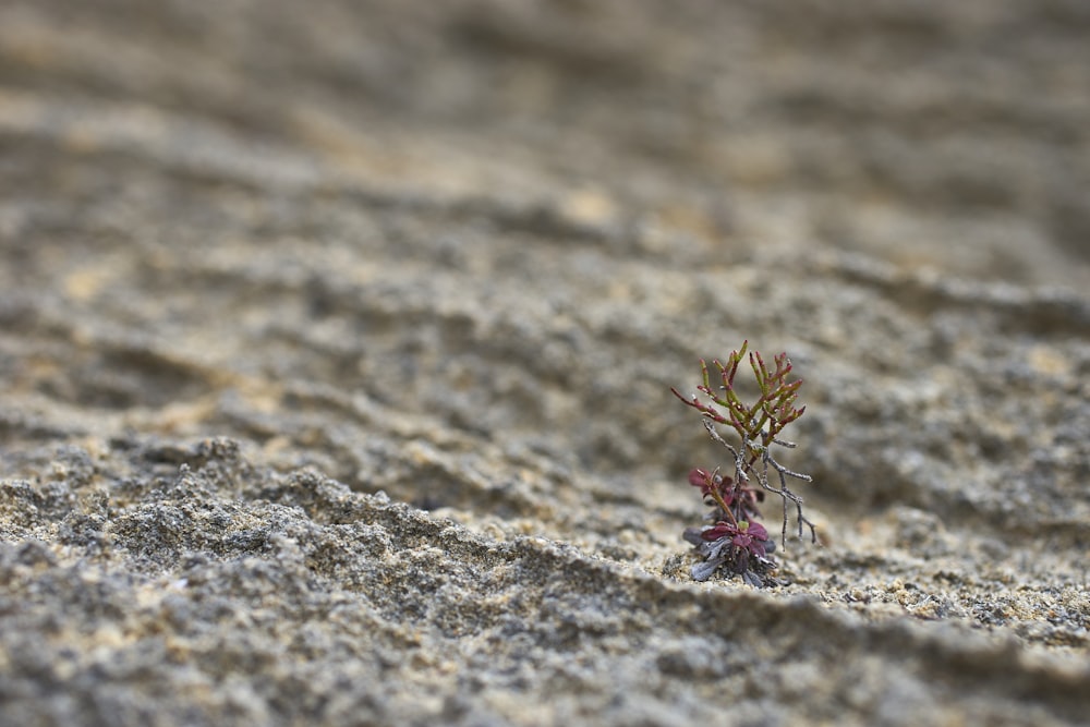 red and green plant on brown rock