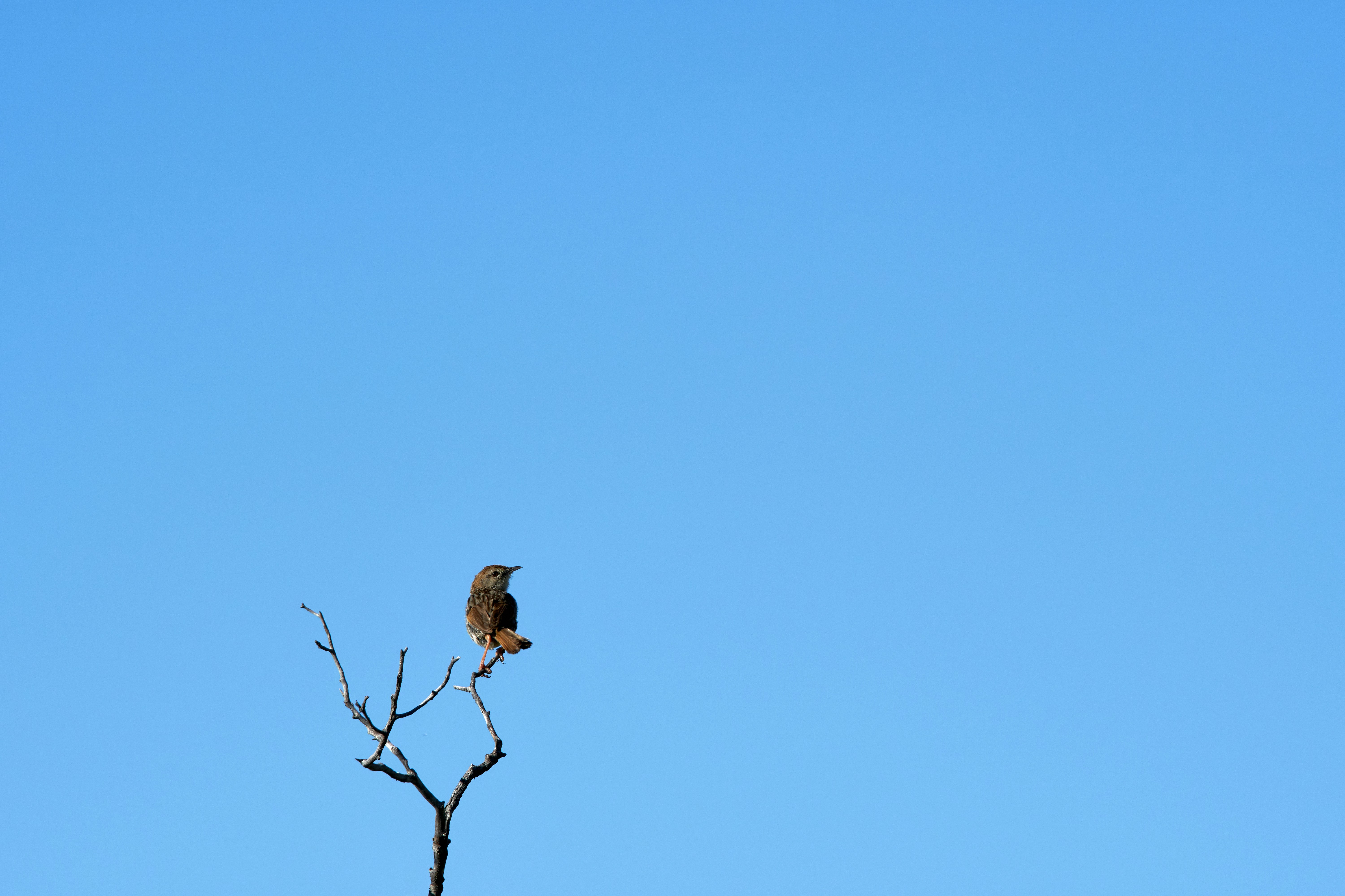 Photo by wolfgang_hasselmann