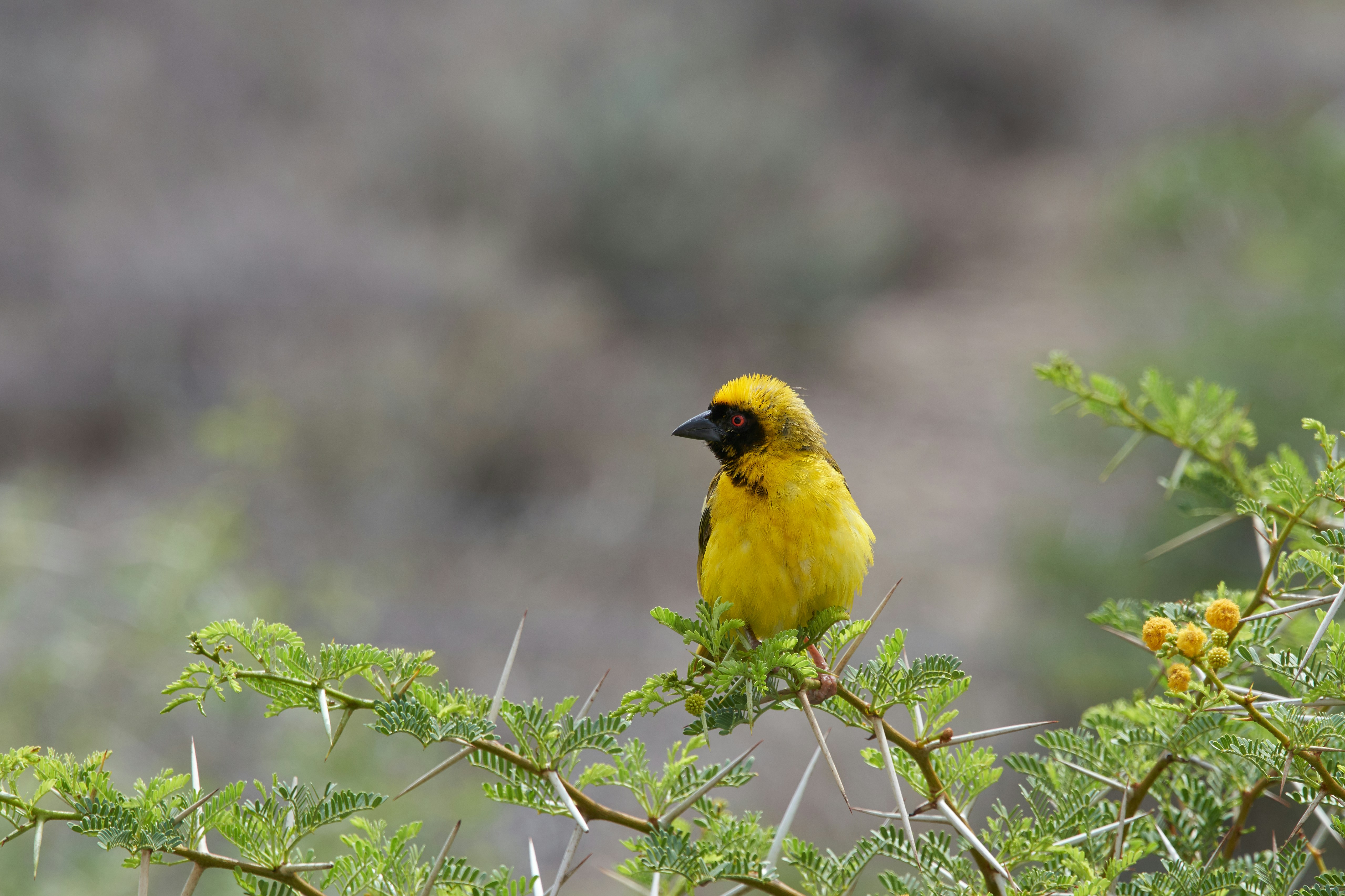 Photo by wolfgang_hasselmann