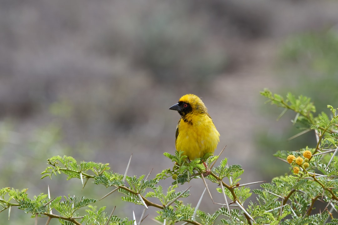 yellow bird on brown tree branch