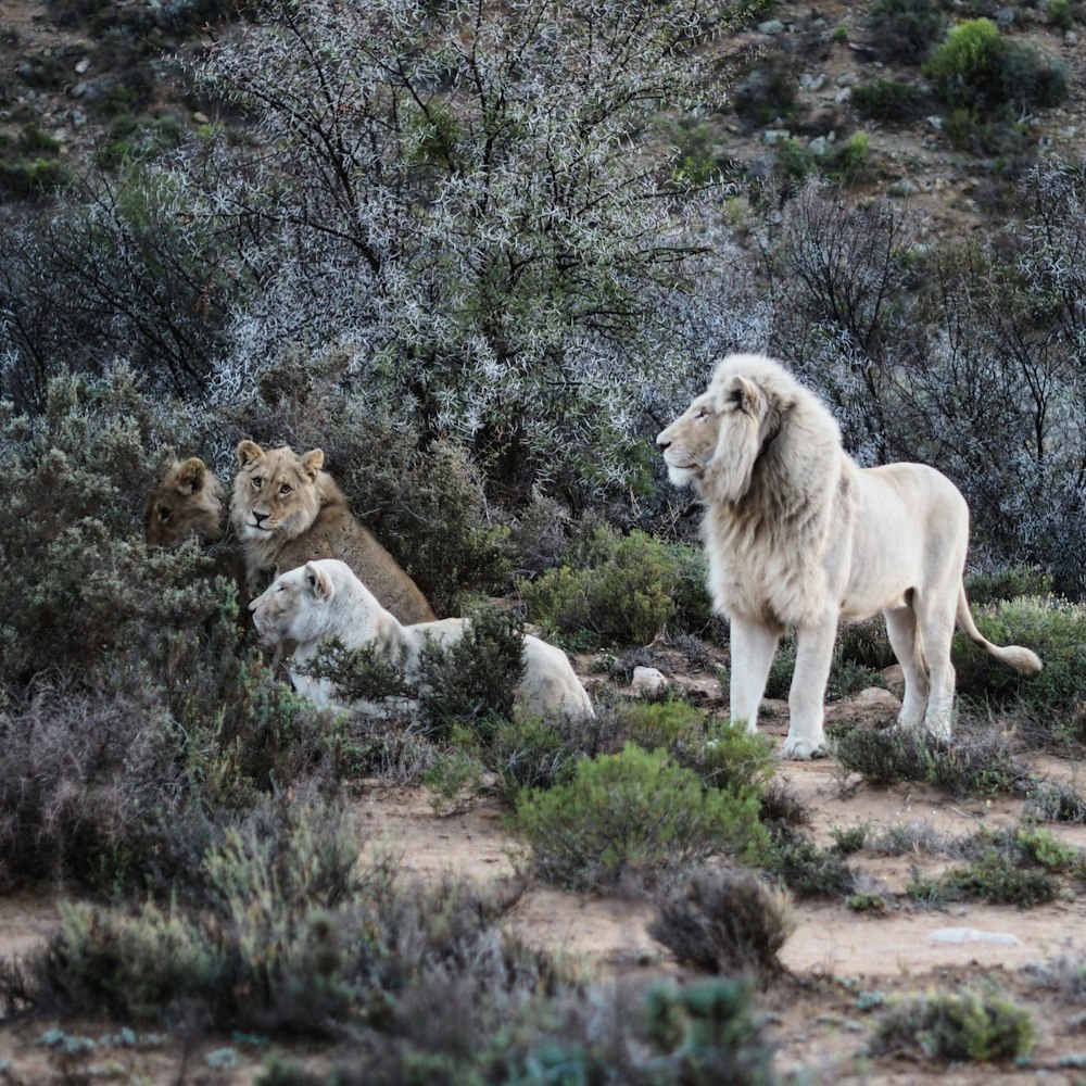 lion and lioness on white snow covered ground during daytime