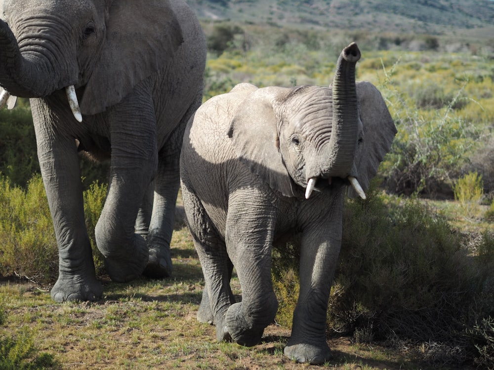 2 éléphant marchant sur un champ d’herbe verte pendant la journée